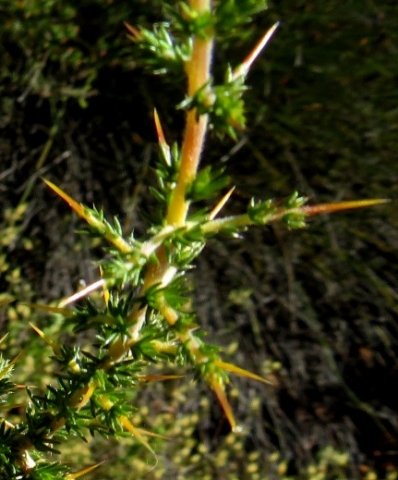 Aspalathus acuminata subsp. acuminata stem-tip spines