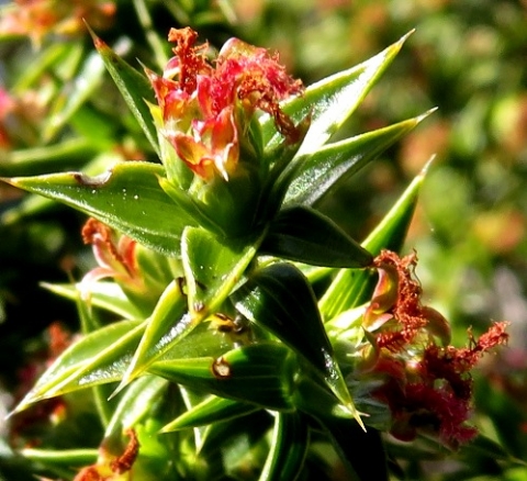 Cliffortia ruscifolia var. ruscifolia female flowers