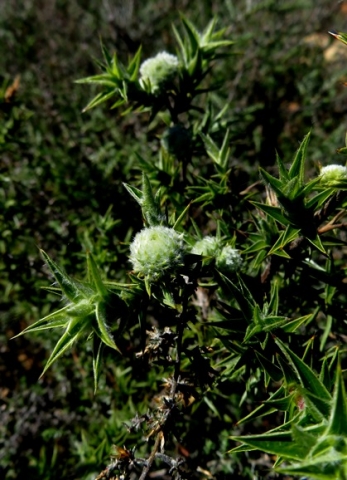 Cliffortia ruscifolia var. ruscifolia leaves and galls 