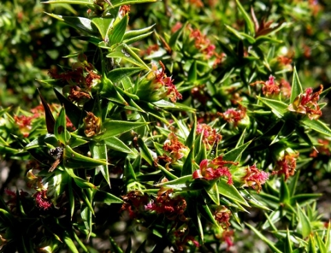 Cliffortia ruscifolia var. ruscifolia flowers