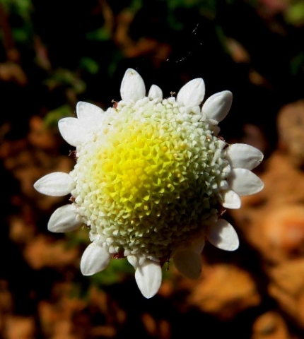 Cotula turbinata flowerhead
