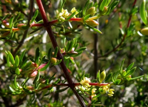 Diospyros species branches
