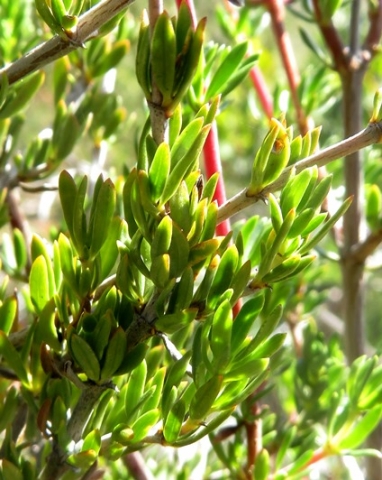 Diospyros species leaves