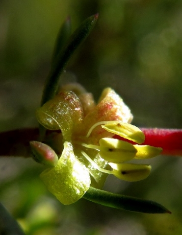 Diospyros species flower