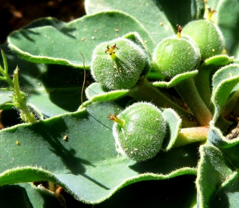 Euphorbia tuberosa green fruit