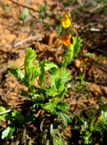 Hermannia cuneifolia leaves