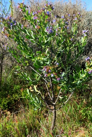 Lobostemon glaucophyllus shrub