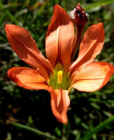 Moraea minor flower