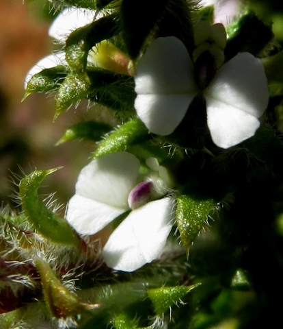 Muraltia arachnoidea flowers