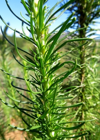 Microdon polygaloides leaves