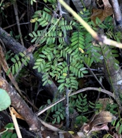 Caesalpinia rostrata leaves