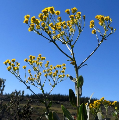 Othonna parviflora inflorescence