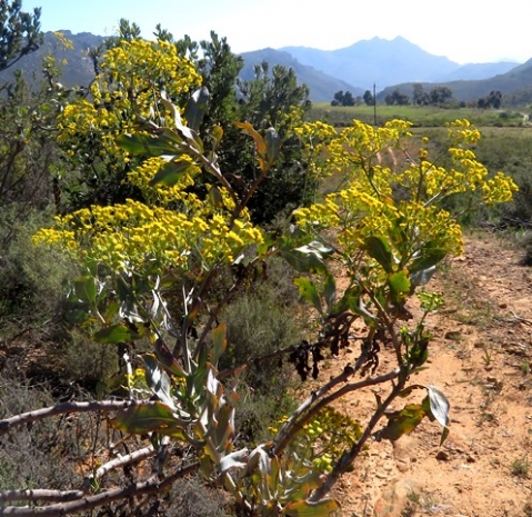 Othonna parviflora on the Piketberg Mountain