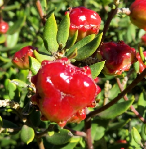 Phylica oleifolia glossy fruit