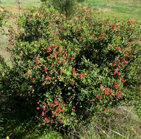 Phylica oleifolia many fruit
