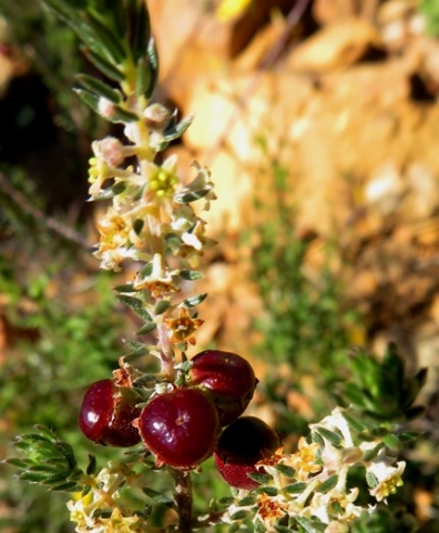 Phylica villosa fruit