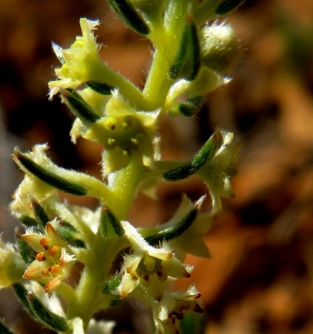Phylica villosa raceme