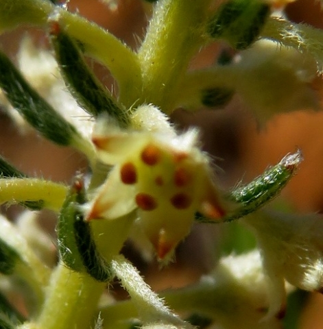 Phylica villosa, a hairy affair 