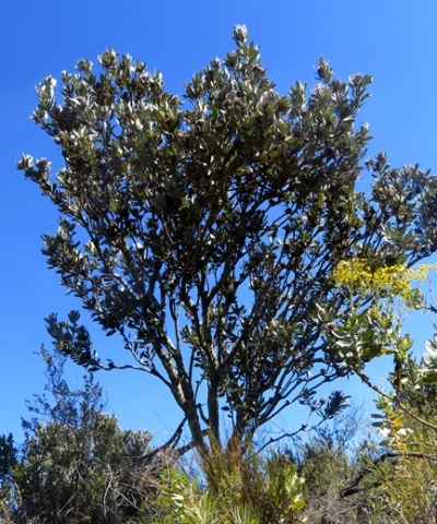 Protea laurifolia old tree