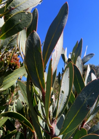 Protea laurifolia leaves