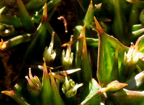 Arctopus echinatus female flowers