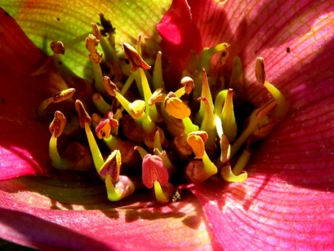 Colchicum coloratum subsp. coloratum busy inflorescence