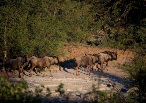 Blue wildebeest mini-migration in Limpopo