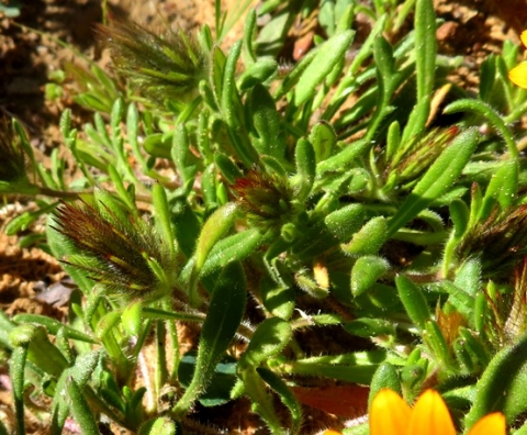 Gorteria diffusa subsp. diffusa leaves