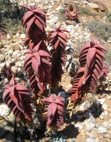 Aloe pearsonii stems