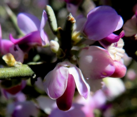 Muraltia spinosa flowers