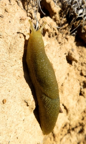 Oopelta granulosa, a land slug