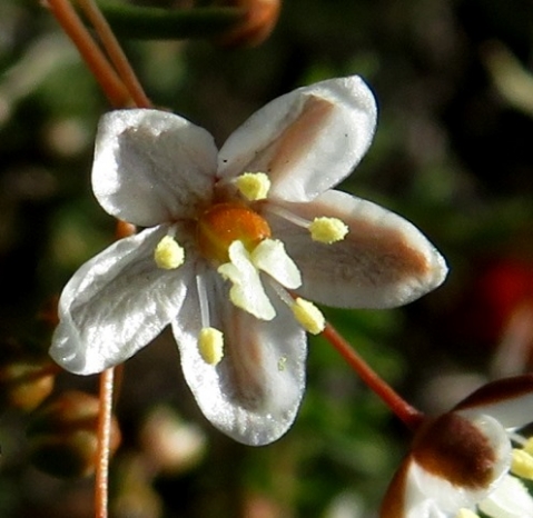 Pharnaceum aurantium flower