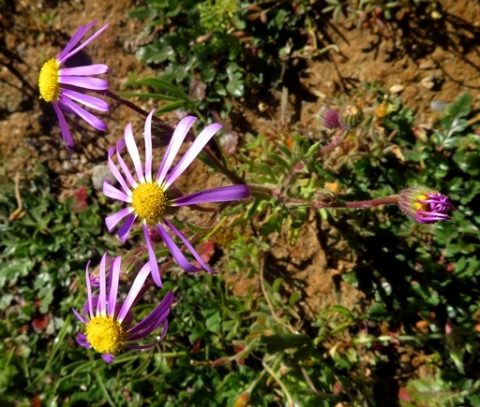 Senecio arenarius flowerheads