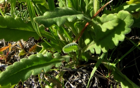 Senecio erosus leaves