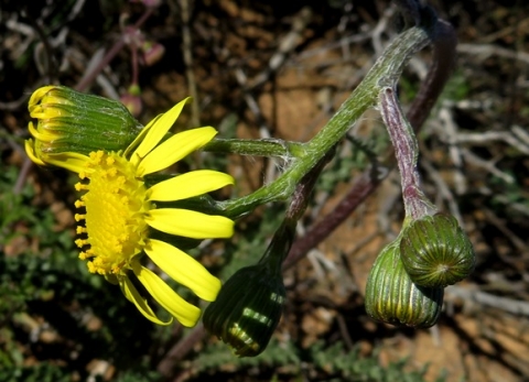 Senecio spiraeifolius developing flowerheads