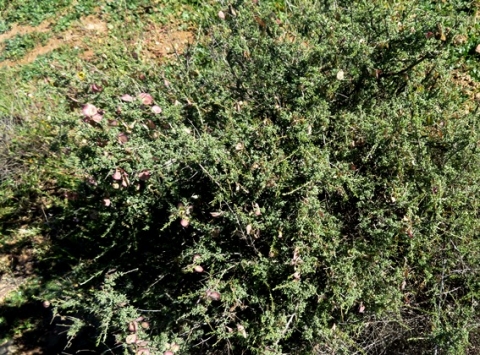 Wiborgia tenuifolia