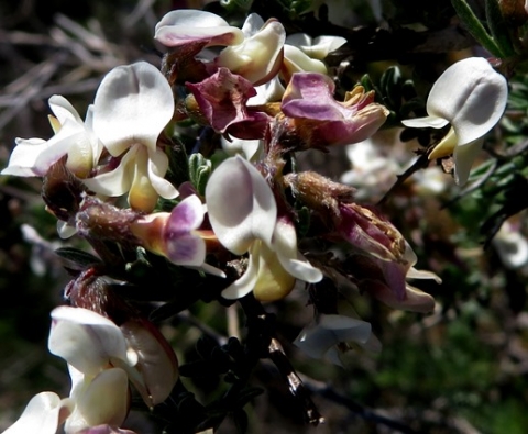 Wiborgia tenuifolia flowering