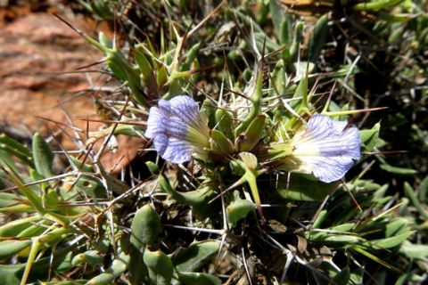 Blepharis furcata flowers