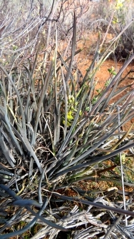 Bulbine frutescens leaves in drought