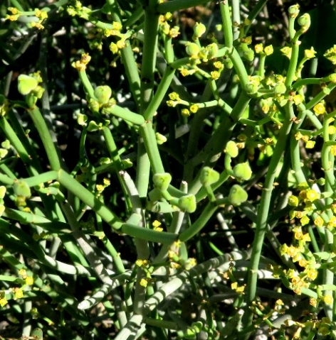 Euphorbia burmannii three-segmented fruit