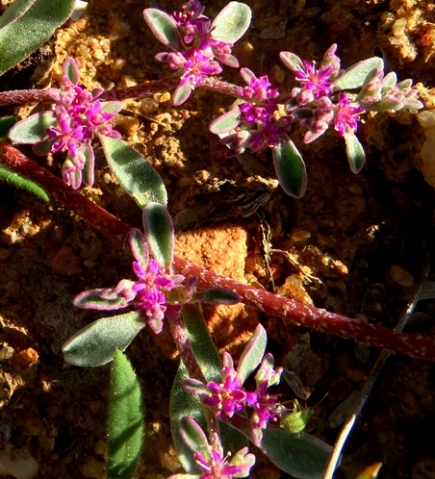 Galenia sarcophylla flowers