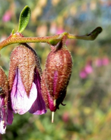 Hermannia trifurca calyces