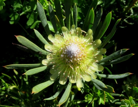 Protea scolymocephala concentric rings