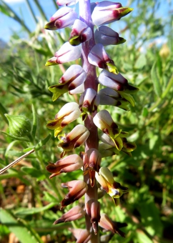 Lachenalia mutabilis flower colours