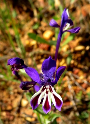 Lapeirousia jacquinii flower