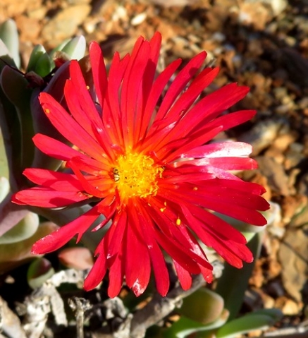 Malephora purpureo-crocea flower
