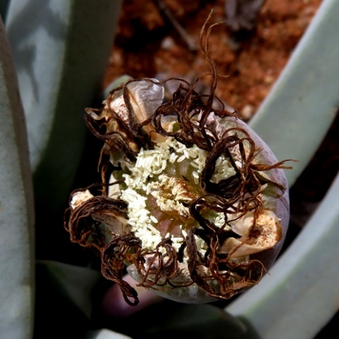 Cheiridopsis denticulata frazzled