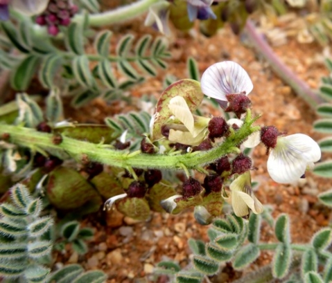 Lessertia capitata leaves