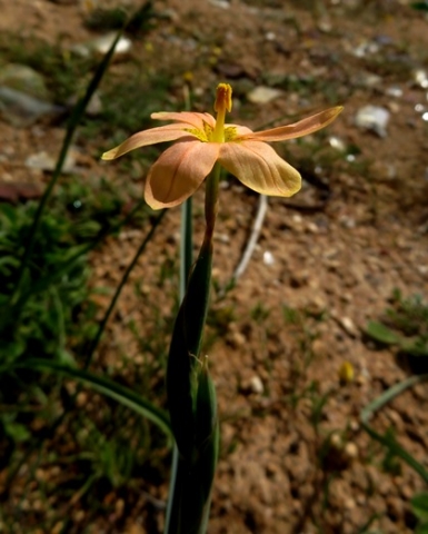 Moraea miniata flower from the side