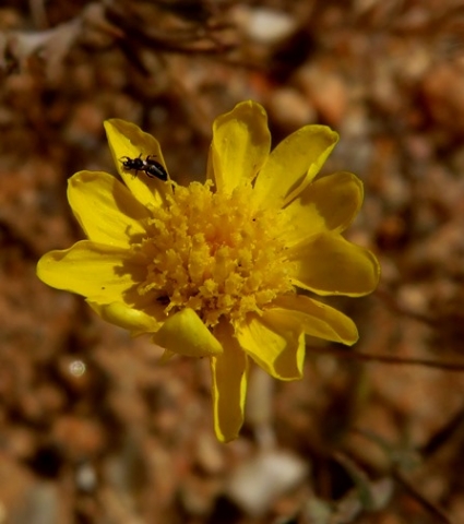 Rhynchopsidium pumilum flowerhead